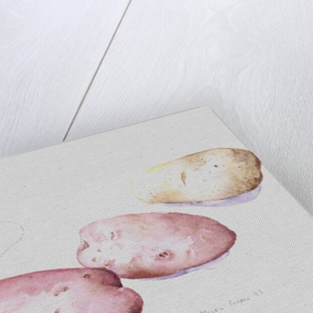 Potato Study, 1993 by Alison Cooper