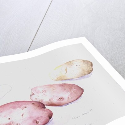 Potato Study, 1993 by Alison Cooper
