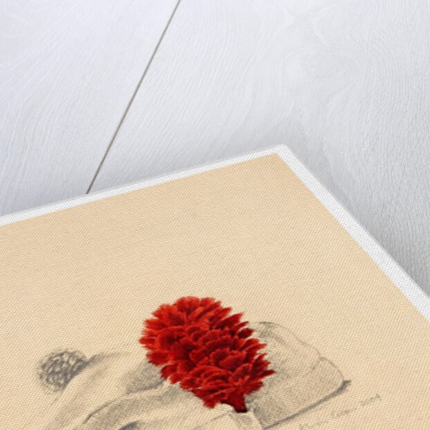 A Black Watch Red hackle, 2004 by Alison Cooper