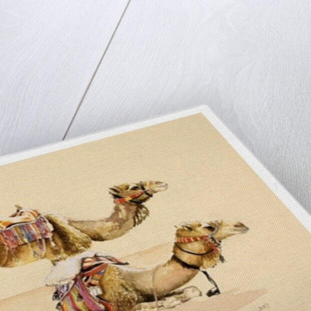 Camels from Petra, 2007 by Alison Cooper