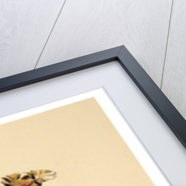 Camels from Petra, 2007 by Alison Cooper