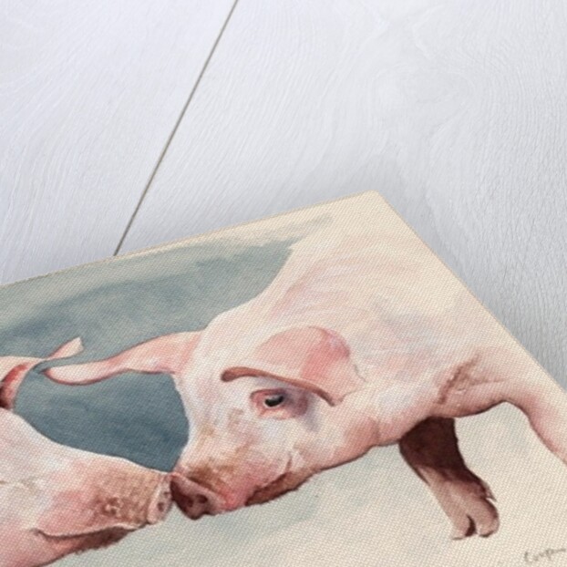 Two Little Piggies, 2012 by Alison Cooper