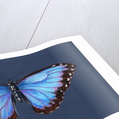 Blue Morpho Butterfly, 2019 by Alison Cooper