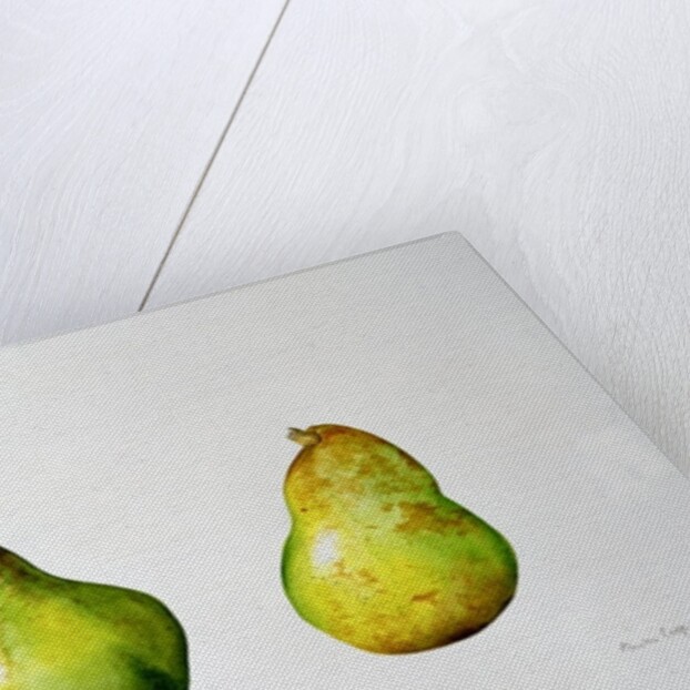 A Pair of Pears, 1997 by Alison Cooper