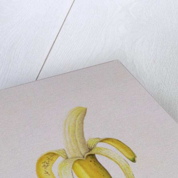 A Half-peeled Banana, 1997 by Alison Cooper