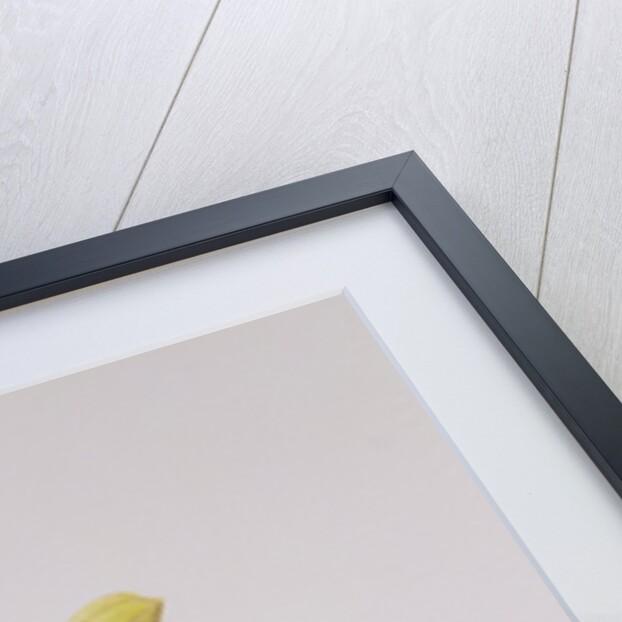 A Half-peeled Banana, 1997 by Alison Cooper