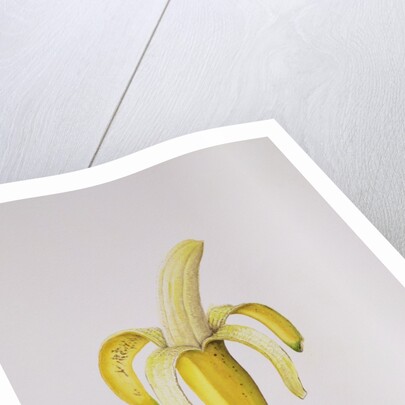 A Half-peeled Banana, 1997 by Alison Cooper