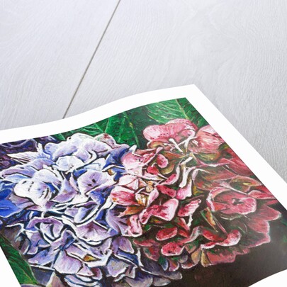 Hydrangeas, 2010 by Helen White