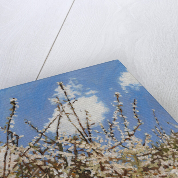 Mayflower, 2012 by Helen White