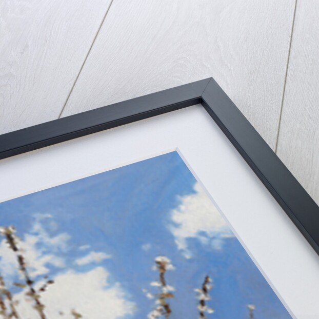 Mayflower, 2012 by Helen White