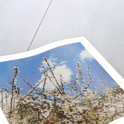 Mayflower, 2012 by Helen White