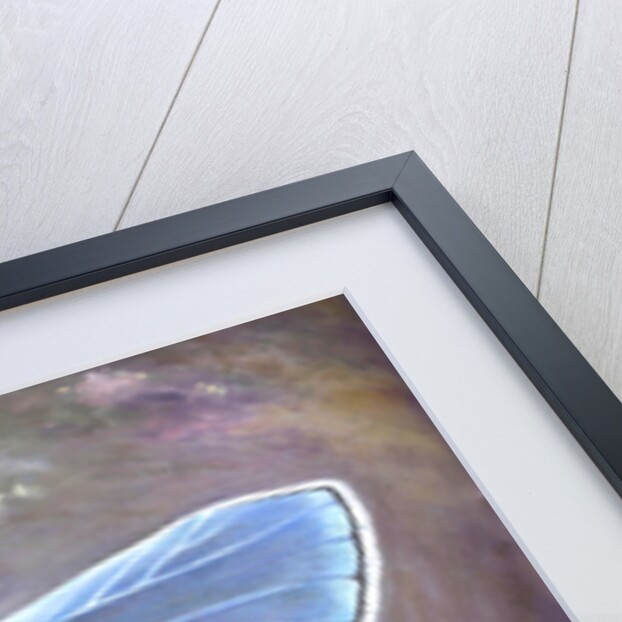 Uncommon Blue, 2015 by Helen White