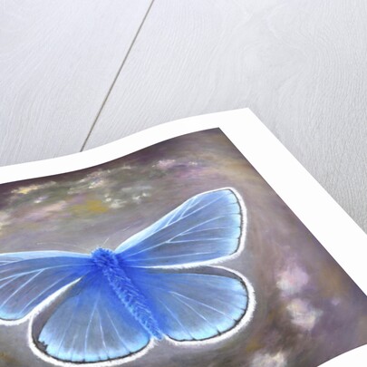 Uncommon Blue, 2015 by Helen White