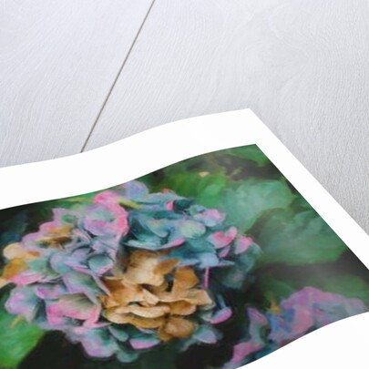 Hydrangeas, 2018 by Helen White
