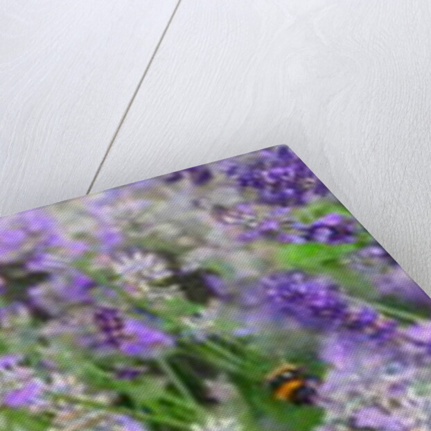 Lavender Field, 2018 by Helen White