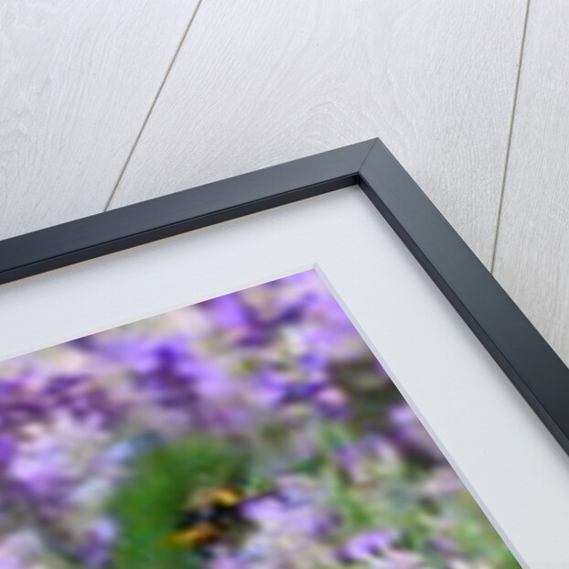 Lavender Field, 2018 by Helen White