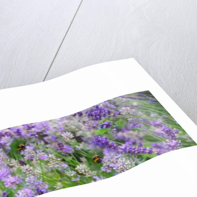 Lavender Field, 2018 by Helen White