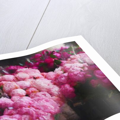 Peony Season, 2018 by Helen White