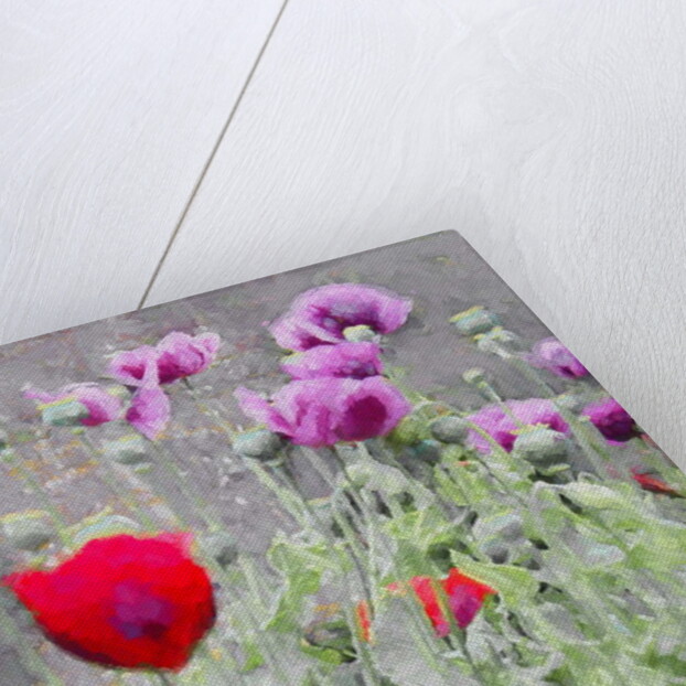 Poppies, 2018 by Helen White