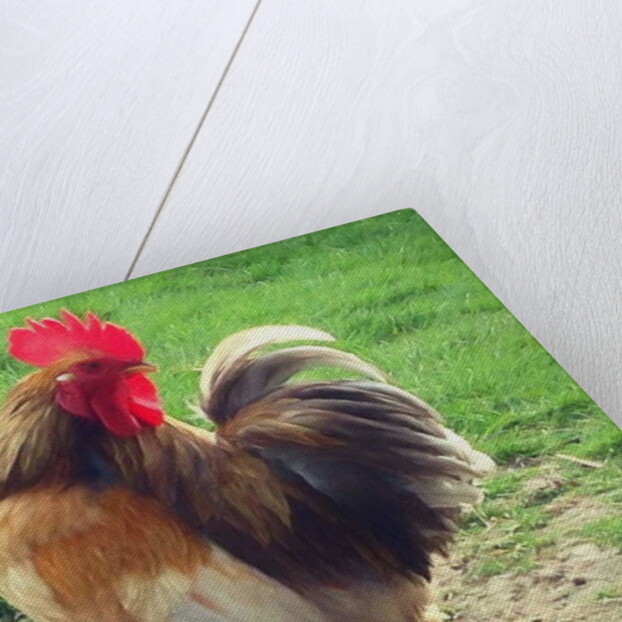 Proud Cockerel, 2018 by Helen White