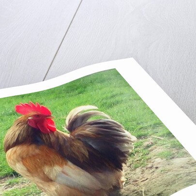 Proud Cockerel, 2018 by Helen White