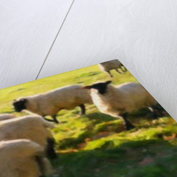 Flock Watching, 2018 by Helen White