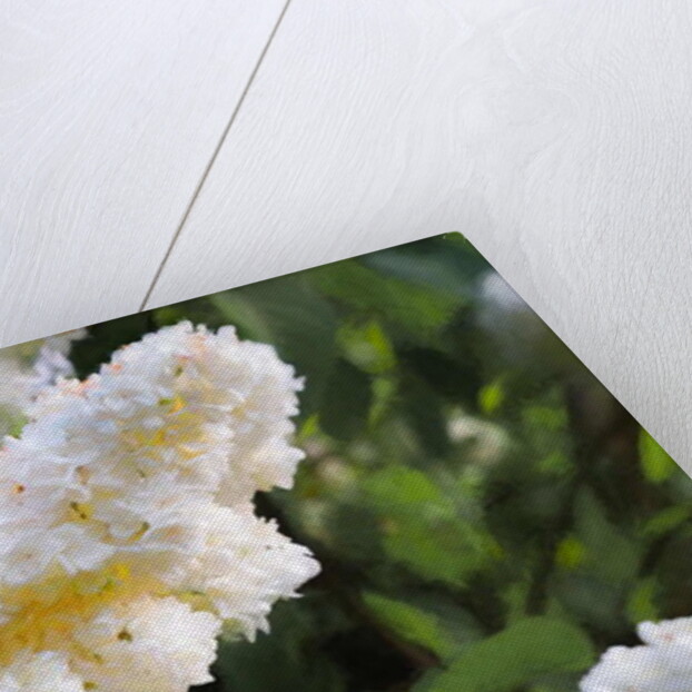 Pure White Lilac, 2018 by Helen White