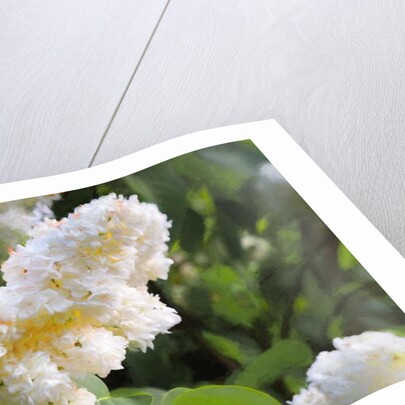 Pure White Lilac, 2018 by Helen White