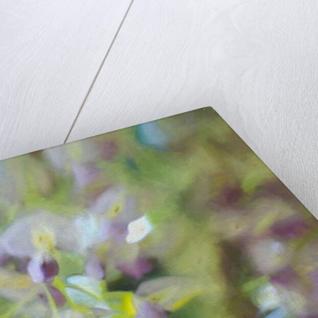 Under Wisteria, 2018 by Helen White