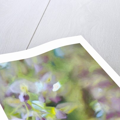 Under Wisteria, 2018 by Helen White