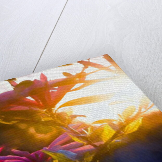 Last Golden Moment, 2018 by Helen White