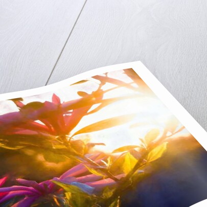 Last Golden Moment, 2018 by Helen White