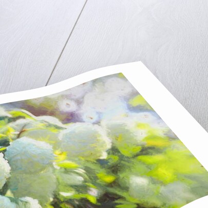 Softly Blooming, 2018 by Helen White