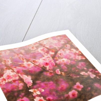 Spring Sprung; 2018 by Helen White