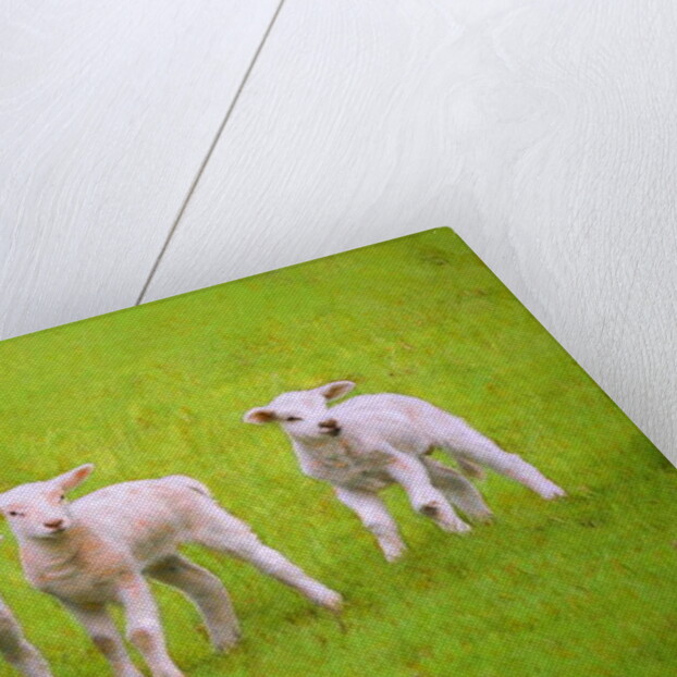 Scallywags, 2018 by Helen White