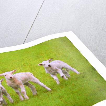 Scallywags, 2018 by Helen White