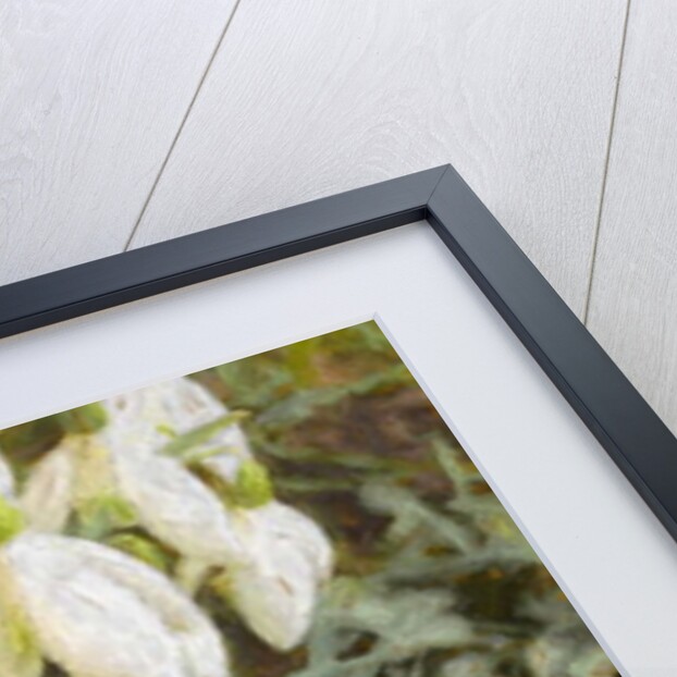 Snowdrops, 2019 by Helen White