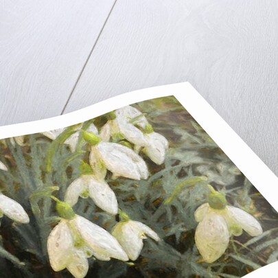 Snowdrops, 2019 by Helen White