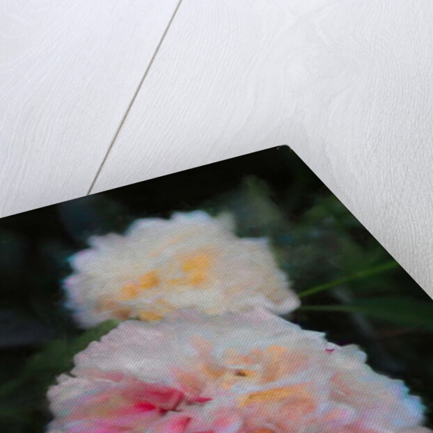 Summer Peonies, 2018 by Helen White