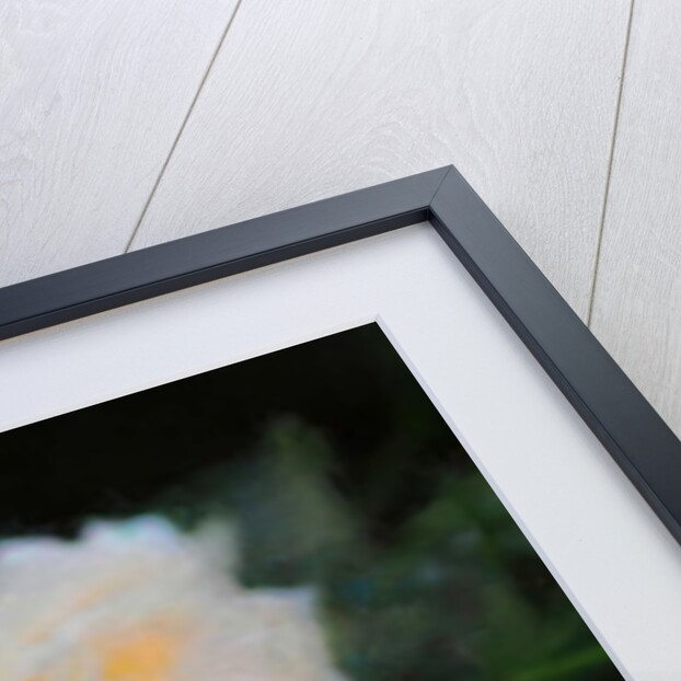 Summer Peonies, 2018 by Helen White