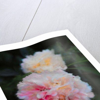 Summer Peonies, 2018 by Helen White