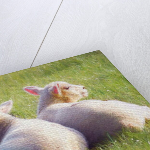 Twins, 2018 by Helen White