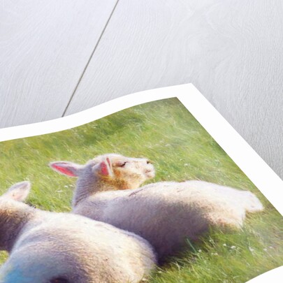 Twins, 2018 by Helen White