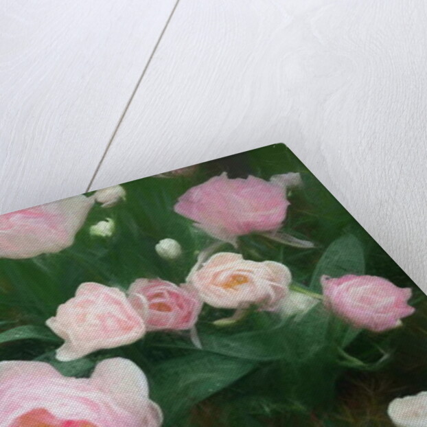 Bed of Roses, 2018 by Helen White