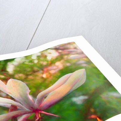 Magnolia, 2018 by Helen White