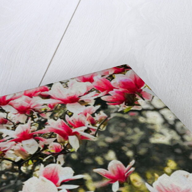 Blooming Magnolia, 2018 by Helen White