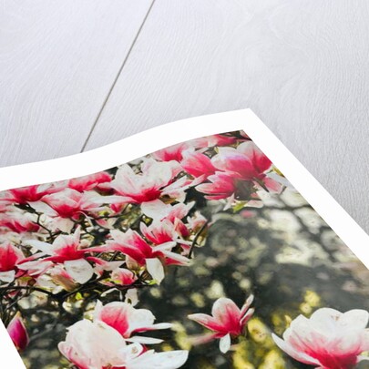 Blooming Magnolia, 2018 by Helen White