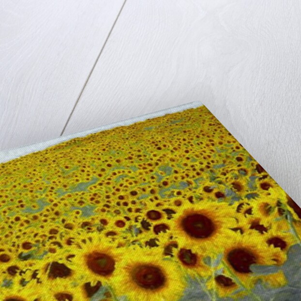 Sunflower Field, 2019 by Helen White