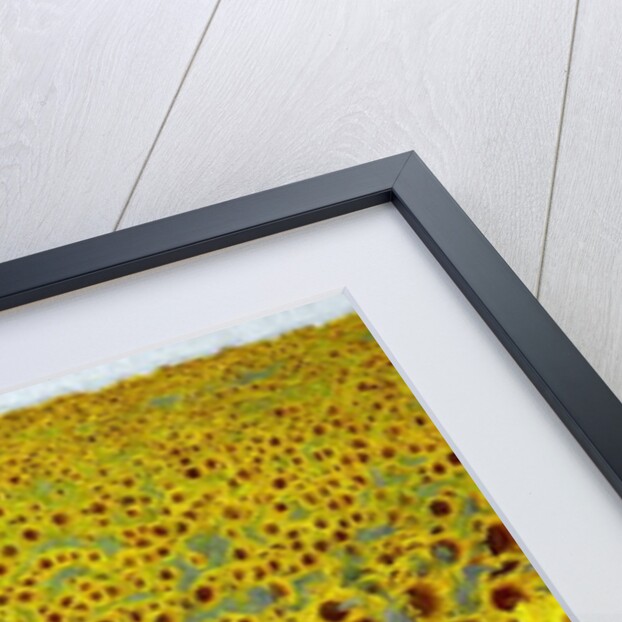 Sunflower Field, 2019 by Helen White