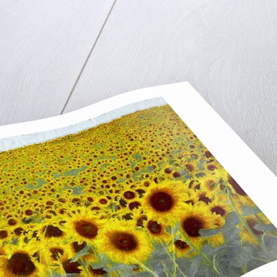 Sunflower Field, 2019 by Helen White